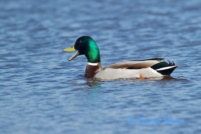 Mallard/Grsand.