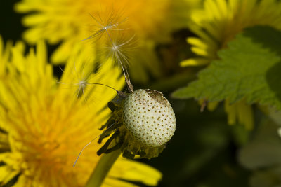 Knop van de Paardenbloem