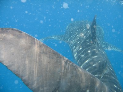 Whale Sharks in Mozambique