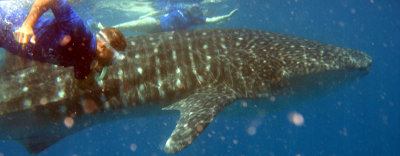 Whale Sharks in Mozambique