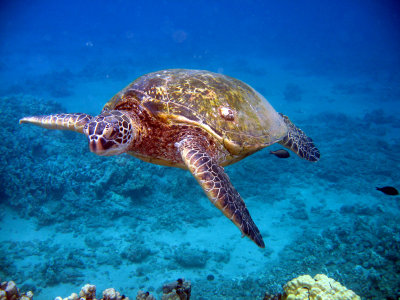 Maui Diving & Snorkeling