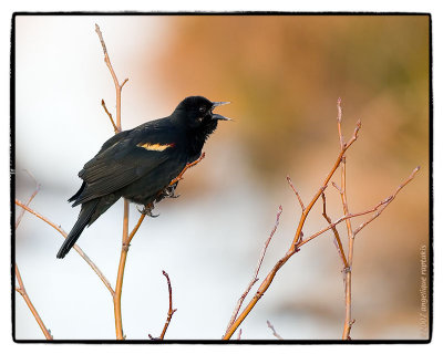 Red winged black bird