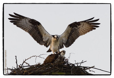 dance of the osprey