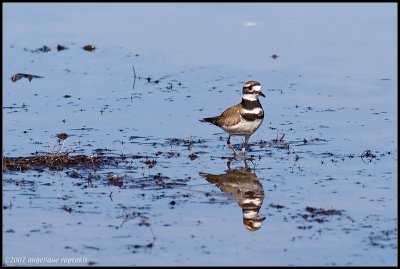 Killdeer