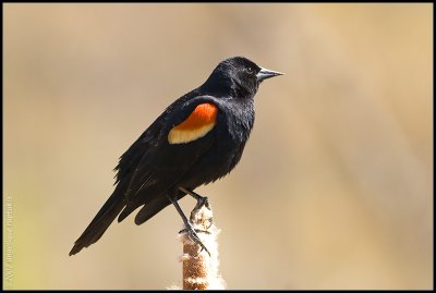 Red-winged black bird