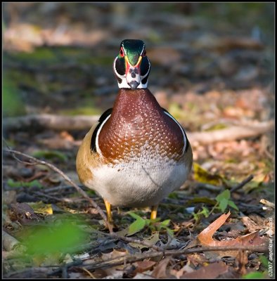 Wood duck (Aix sponsa) male