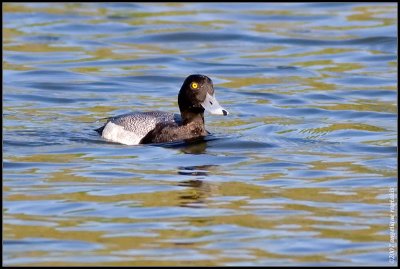Lesser scaup (Aythya affinis) male