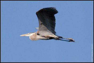 Great blue heron (Ardea herodias)