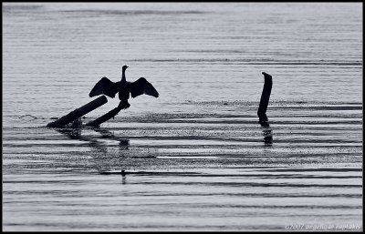 _P8X3674 cormorant cwf.jpg