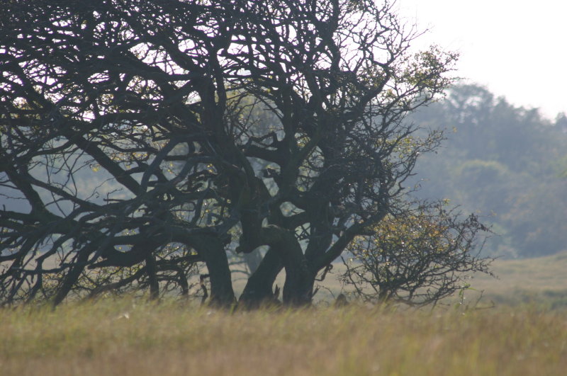 waterleidingsduinen