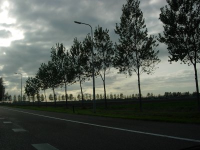 Trees along the road.