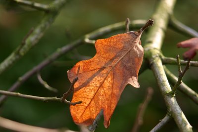 lost leaf