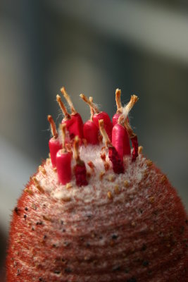 Flowers of a cactus