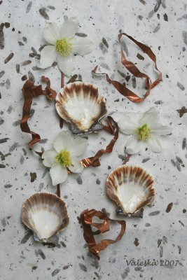 shells