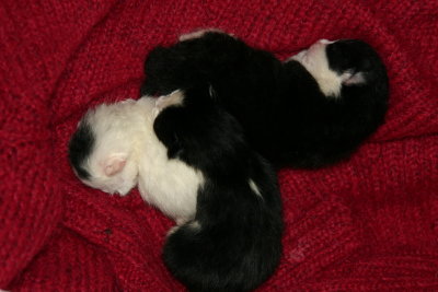 Four little cats