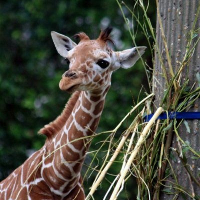 Zoo Rotterdam