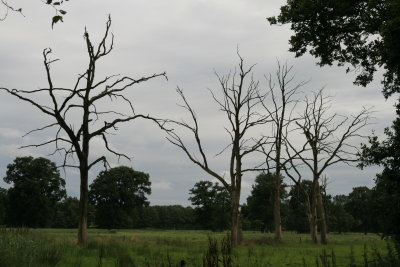 Dwingeloose veld