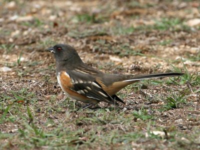 Spotted Towhee 5994