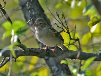 Field Sparrow 5166
