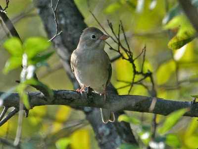 Field Sparrow 5170