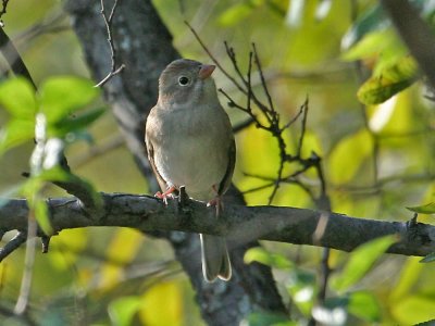 Field Sparrow 5172