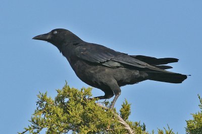 crow5414b.jpg
