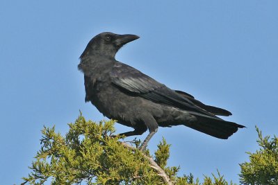 crow5417.jpg