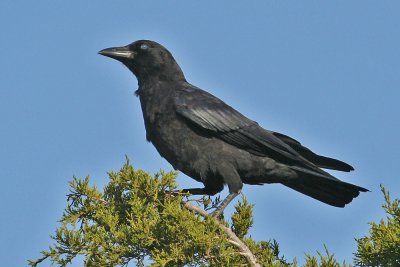crow5418.jpg