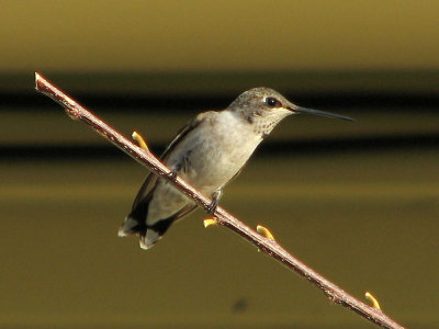 hummingbird2553.jpg