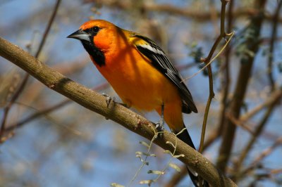 oriole-streackedback8765b.jpg