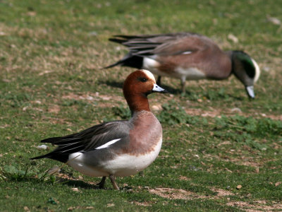 wigeon-eurasian9532a.jpg