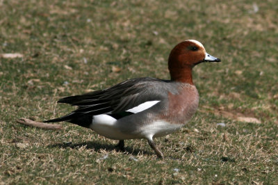 wigeon-eurasian9642.jpg