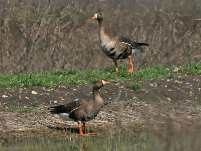 geese-whitefronted6821.jpg