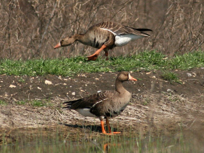 geese-whitefronted6826.jpg