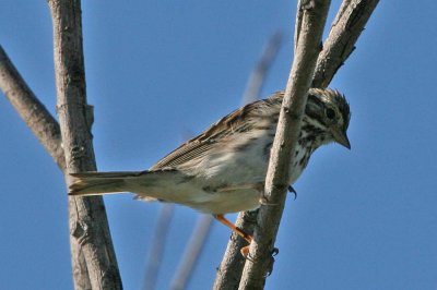 sparrow-savannah9406.jpg