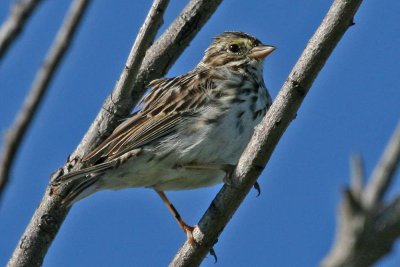 sparrow-savannah9425a.jpg