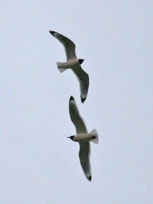 gulls-franklins0555-s.jpg