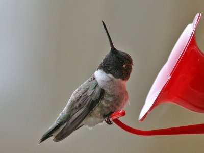 hummingbird0524o.jpg