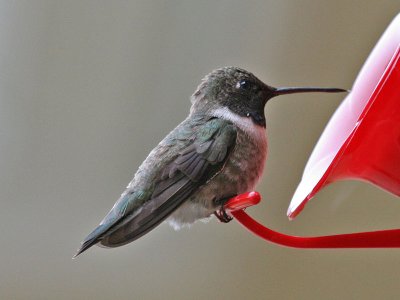 hummingbird0522o.jpg