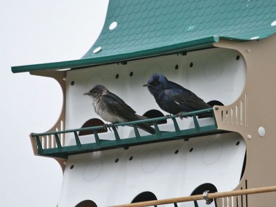 purplemartin2148a.jpg