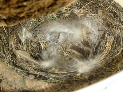 swallow-barn-nest4085a.jpg