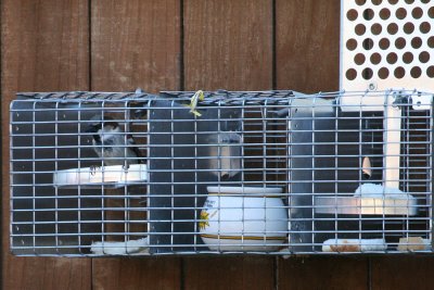 sparrow-trap2281.jpg