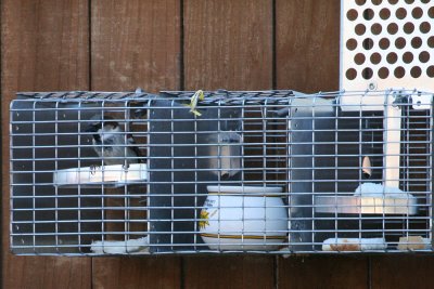 sparrow-trap2281.jpg