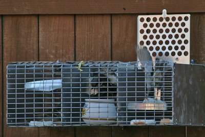 sparrow-trap2294.jpg