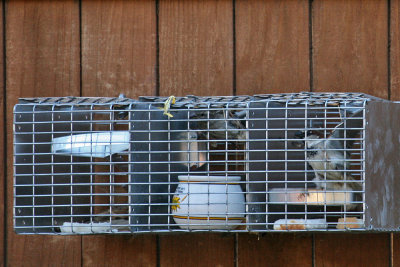 sparrow-trap2295.jpg