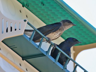 purplemartin2582a.jpg