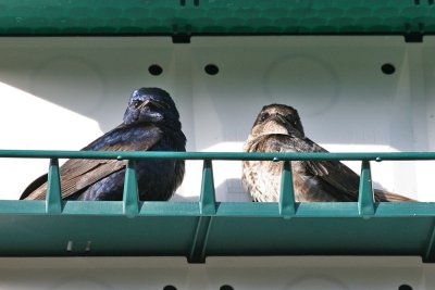 purplemartin2836a.jpg