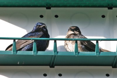 purplemartin2841a.jpg