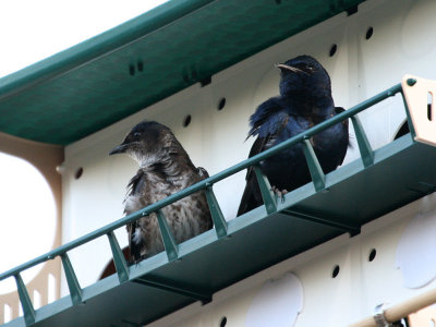 purplemartin3049a.jpg