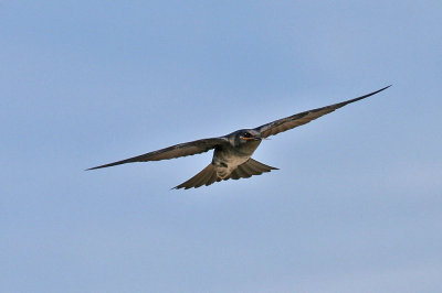 purplemartin3147.jpg